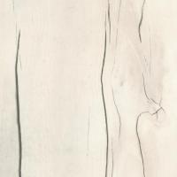 таксония светлая